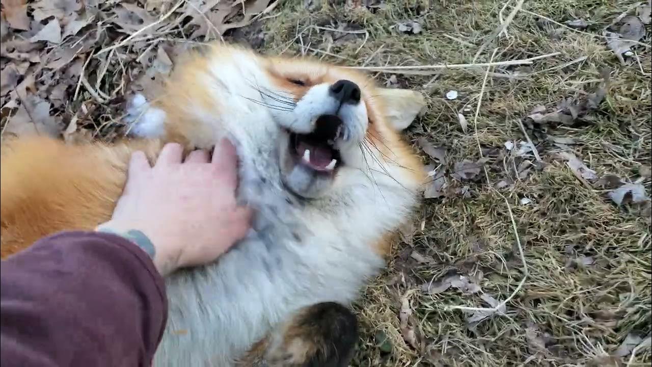 Finnegan gets very jealous when I pet Dixie YouTube