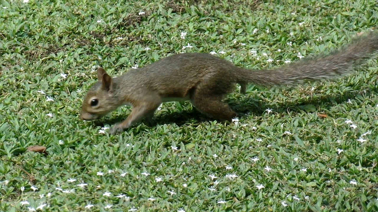 Squirrel eating worms YouTube