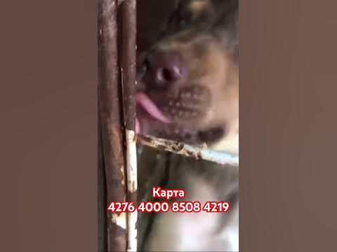 В две ладошки помещается - YouTube