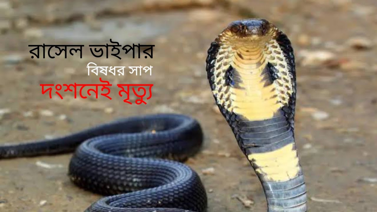 Bangladesh Rasel R Rasel vipers | বিষধর সাপ | দংশনের মৃত্যু | - YouTube