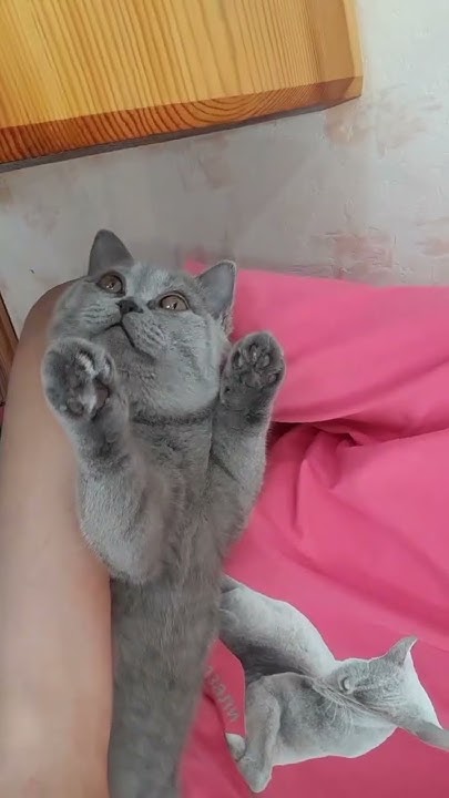 #кошечкатиша #cat #котята #британец #британская ##рекомендации #реки # ...