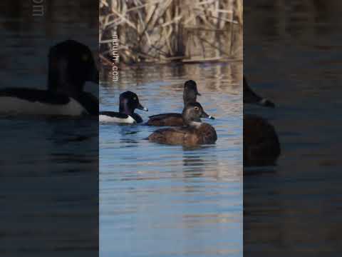 Preening - Ring-necked Duck (Aythya collaris)