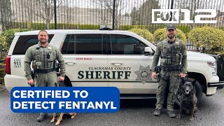 Two Clackamas County K-9s certified to detect fentanyl