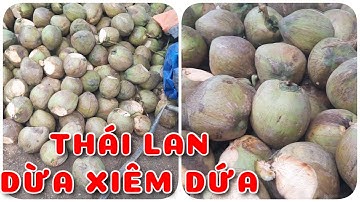 Khâu chuẩn bị ươm Dừa xiêm dứa Thái Lan | 0386569374 - Ngọc Ngân Bến Tre | Chuyên cây độc lạ