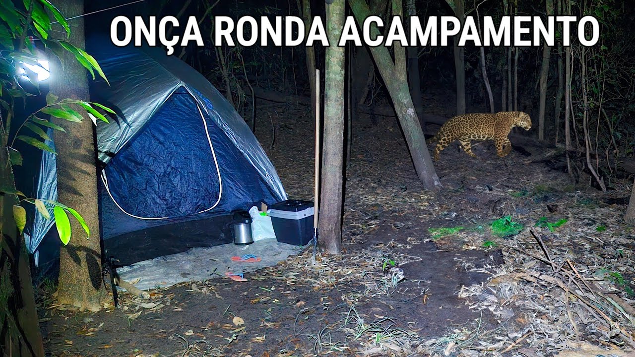 ONÇA VEIO NO ACAMPAMENTO A NOITE E FOI ASSUSTADOR.