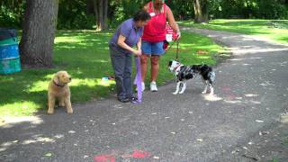 Elaine Garley with Animal Bridges