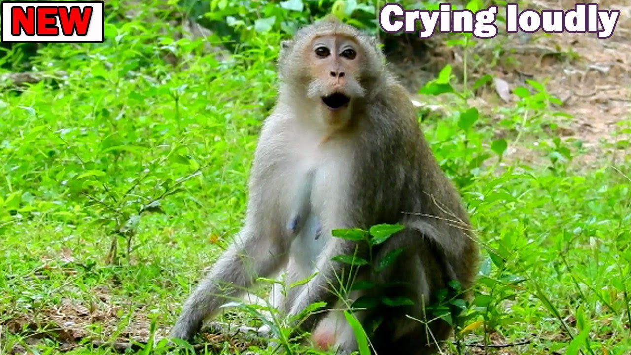 Furiously Cry! Poor mom Duchess lost her baby Dakota / She crying sound call baby come back nurse