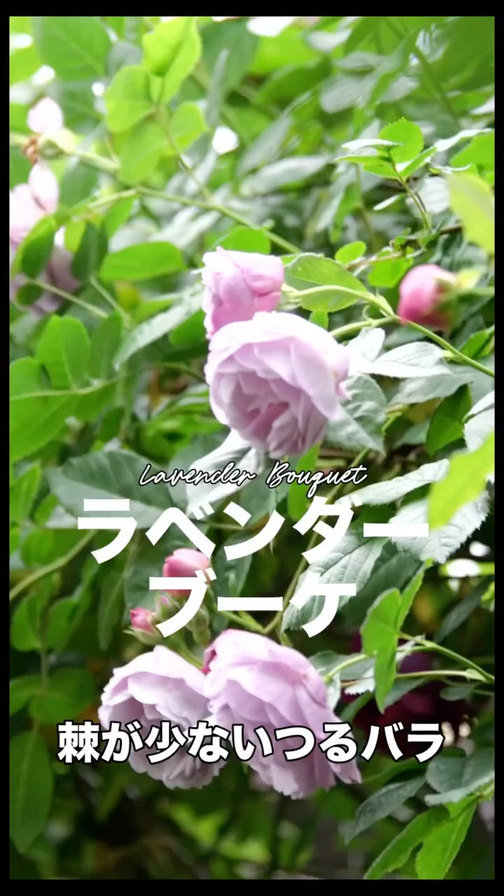ラベンダーブーケ Lavender Bouquet - YouTube