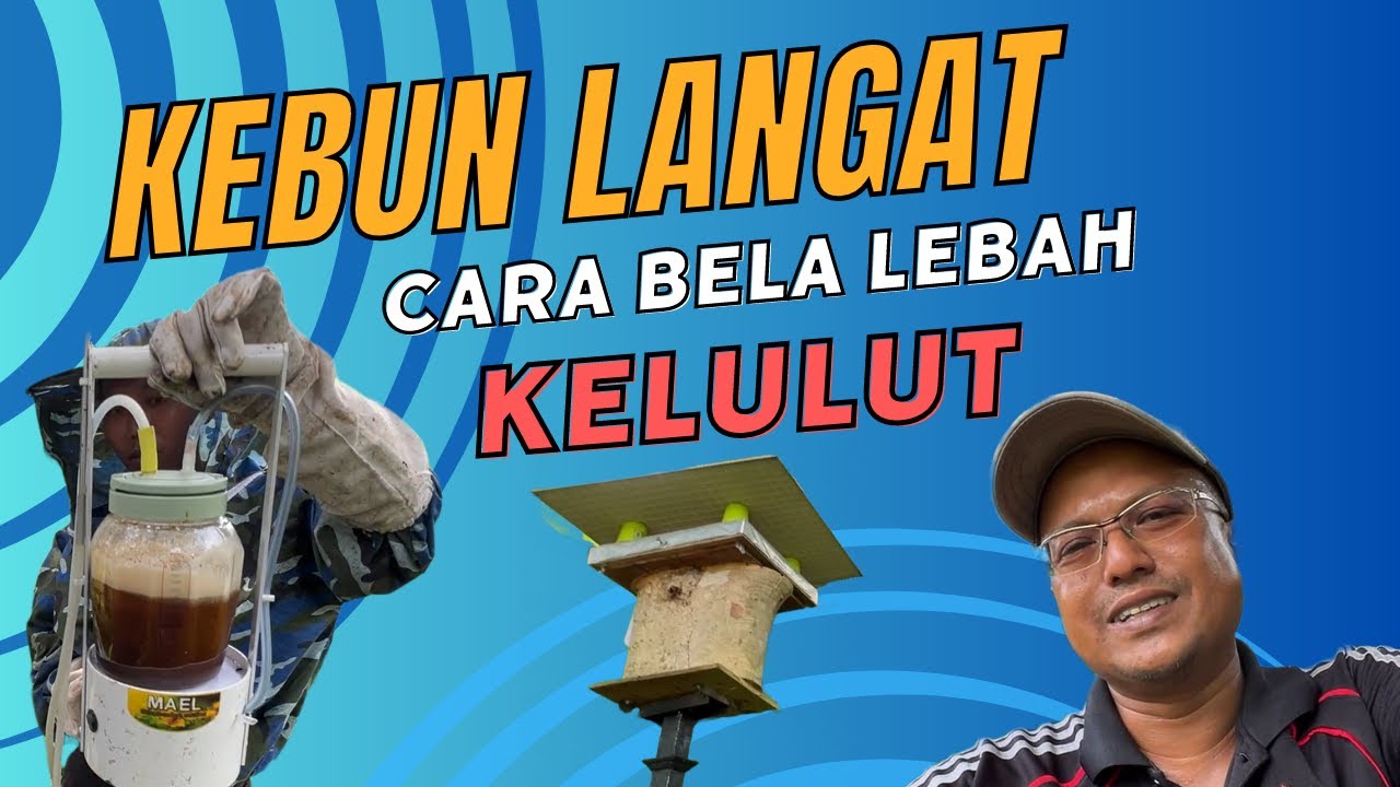 Kebun Langat: Tips Kebun - Cara Bela Lebah Kelulut - Pengalaman Kami
