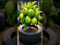 New planting method and propagating Guava trees using stem cuttings #farming #satisfying #shorts