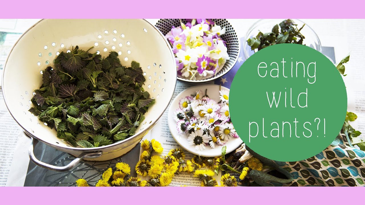 How to Find and Cook Wild Plants / EPISODE #3 // GREEN&HUNGRY