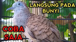 PANCINGAN PERKUTUT BANGKOK AGAR BUNYI BIKIN PERKUTUT DIRUMAH PADA NYAUT SEMUA BOS 