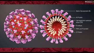 NK Cells(Natural Killer Cells) ภูมิคุ้มกันต้านไวรัสของร่างกาย