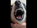 ５才児みたいに駄々をこねる犬