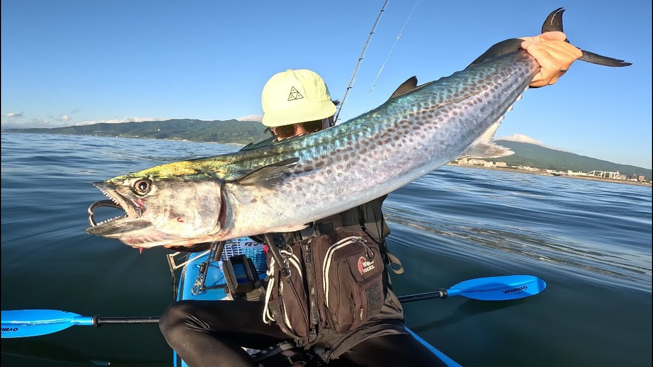 【SUPフィッシング】サワラが釣れました