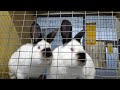 Отсадка крольчат от крольчихи на ферме Моряк