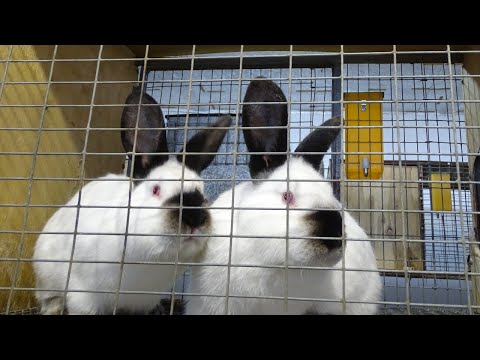 видео: Отсадка крольчат от крольчихи на ферме Моряк