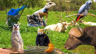 Beautiful Wild Kingdom Real Sounds &amp; Relaxing Nature | Part 11