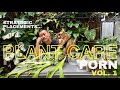 Extreme plant care focusing on placement organization and repotting  plant care porn vol 1