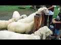 Suara Kambing Lucu | Suara Kambing Teriak Embek