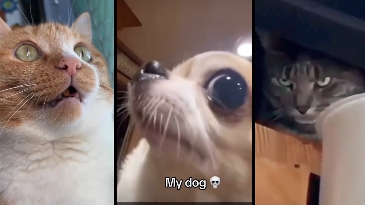 You Won't BELIEVE WHAT They're LOOKING AT! - MEMES COMPILATION #5