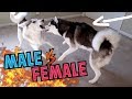 Male siberian husky wrestles down female siberian husky male vs female