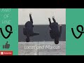 LUCAS and MARCUS - BEST VINES COMPILATION ✔️