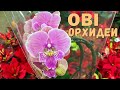 ОРХИДЕИ в ОБИ-ПАРНАС 18.12.2020. Небольшое поступление орхидей.