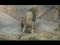 ライオンがウンコをする瞬間 / 東山動物園