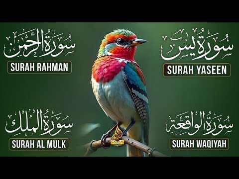 Beautiful Voice Surah Yaseen | Surah Rahman | Surah Mulk | Surah Waqiah l Reciter Ashraf Hussain 113