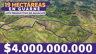 LOTE PRODUCTIVO con AGUACATE HASS y 2 NACIMIENTOS de AGUA en ORIENTE ANTIOQUEÑO | José Luis Rojas