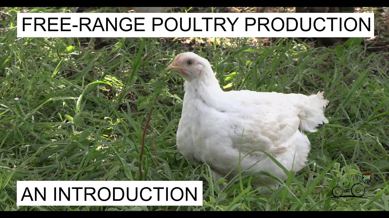 Free Range Poultry Production In South Africa Part 1 YouTube Free Range Poultry Production In South Africa Part 1 YouTube