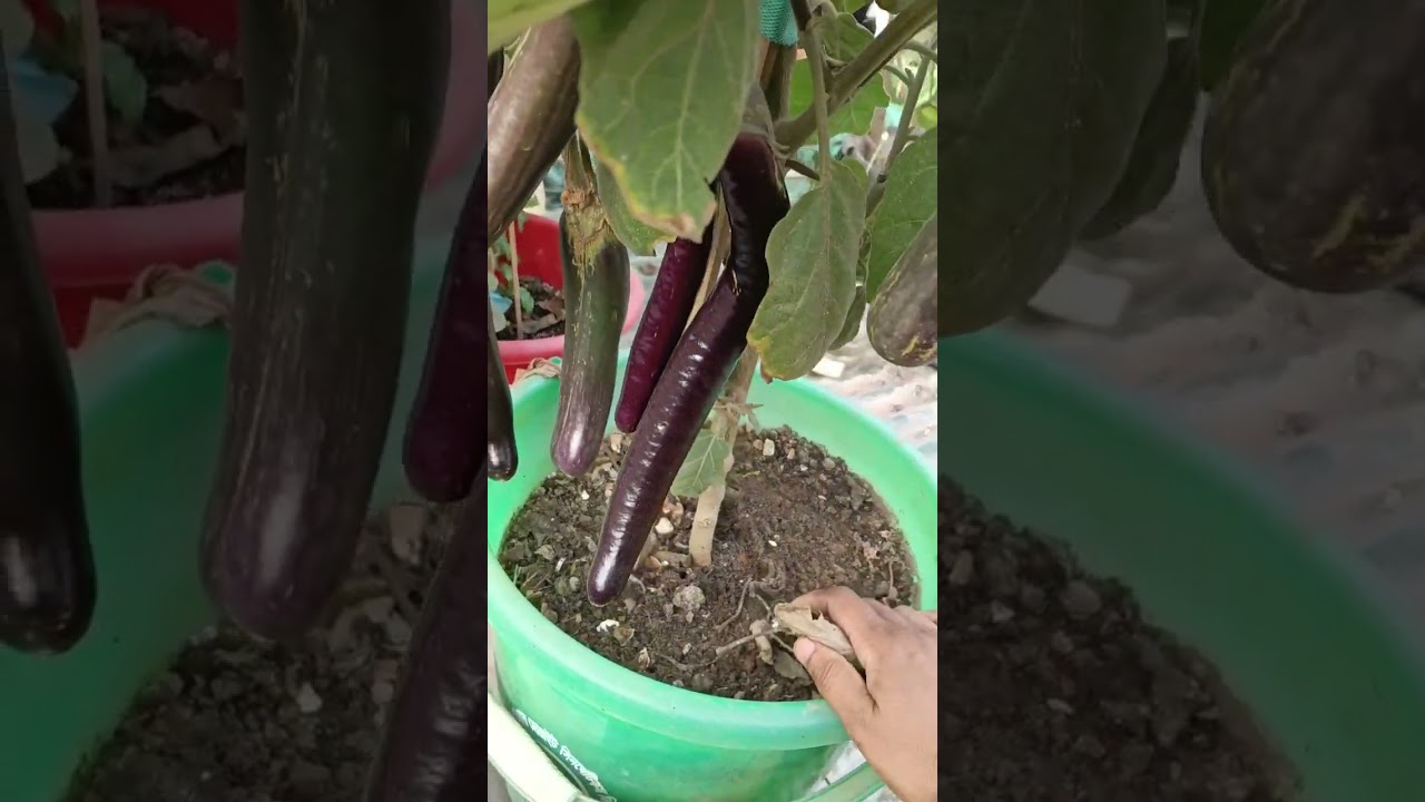 চালবাগান থেকে বেগুন তুললাম। 🥰🥰