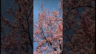 filmi song aaj say apna wada raha song @2026