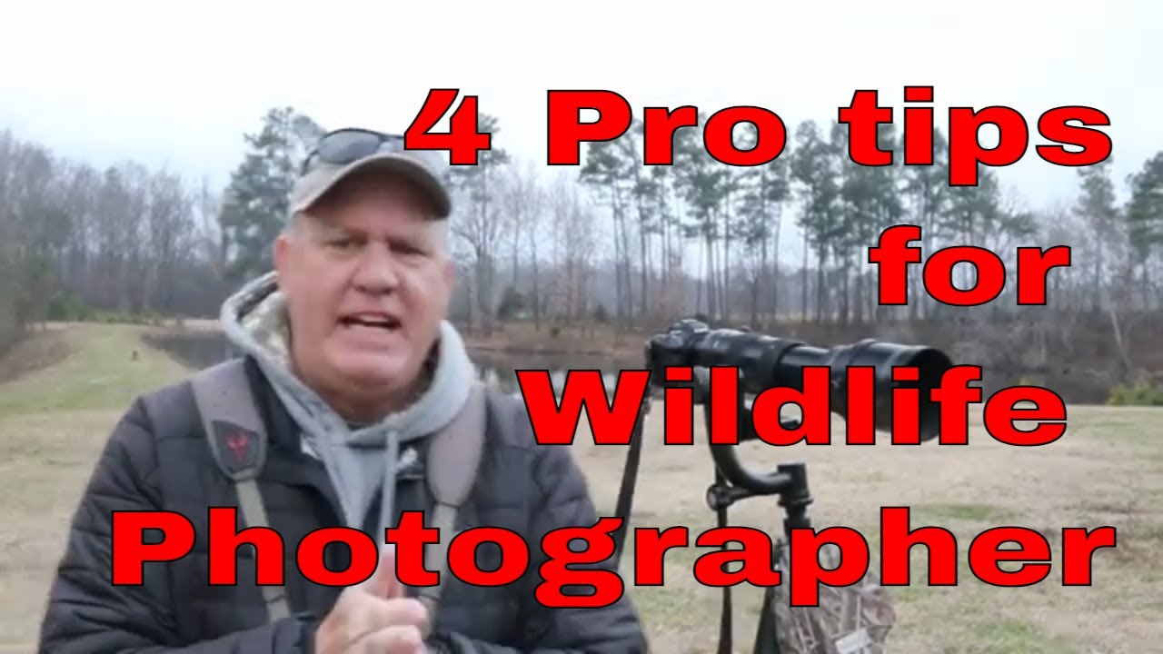 Mastering Wildlife Photography: 4 Pro Tips For Stunning Shots # ...