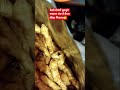 क रक र मस ल मच म न कल क ड द ख कर ख ए उसम क ड न कल ह Keeda Kurkure 