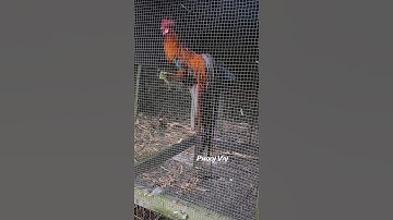 BBReds Bantam Phoenix Qaib Dib #reels #shorts #chickens #chicken #gamefowl #ayam #rooster #gallos