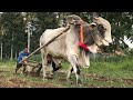 Rarest Animals Used In Farming || کھیتی باڑی میں استعمال ہونے والے نایاب جانور || #MazharTv