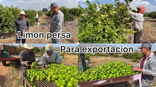 ASÍ SE PIZCA EL LIMÓN PERSA PARA EXPORTACIÓN… || así se cosecha el Limon persa en México