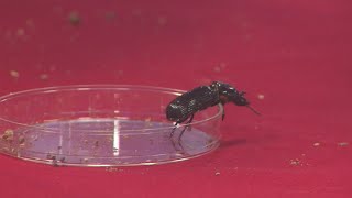Sciport: Beetle