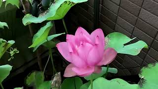 Athlete Statistics July 27, 2026, Lotus flower blooming and closing: Day 1