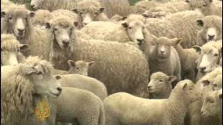 Download lagu New Zealand sheep farming industry facing crisis