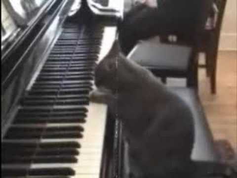 Katzenmusik - YouTube