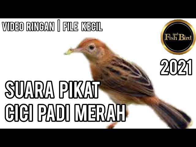 pikat cici padi merah | Suara Pikat PALING AMPUH | Durasi 1 JAM class=