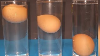 Egg & salt water | water density science experiment