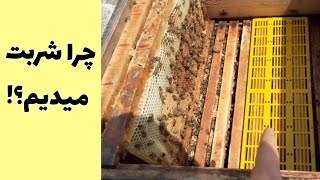 آموزش زنبورداری: چطوری به کلنی با دادن شربت کمک کنیم بدون اینکه روی عسل تاثیر بزاره + نکات مهم