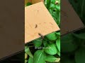 Who arrived first. #snail #gardening #insects #snailhunter #animals #shortvideo #nature  #garden