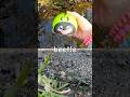 Bug Insect Names for Kids | Toy Learning Fun at the Brook: Millipede Beetle Bee Rhino Beetle