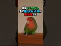 実はインコちゃん急に静かになった時は要注意です