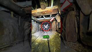 Top 5 Big Cats That Rule The Wild